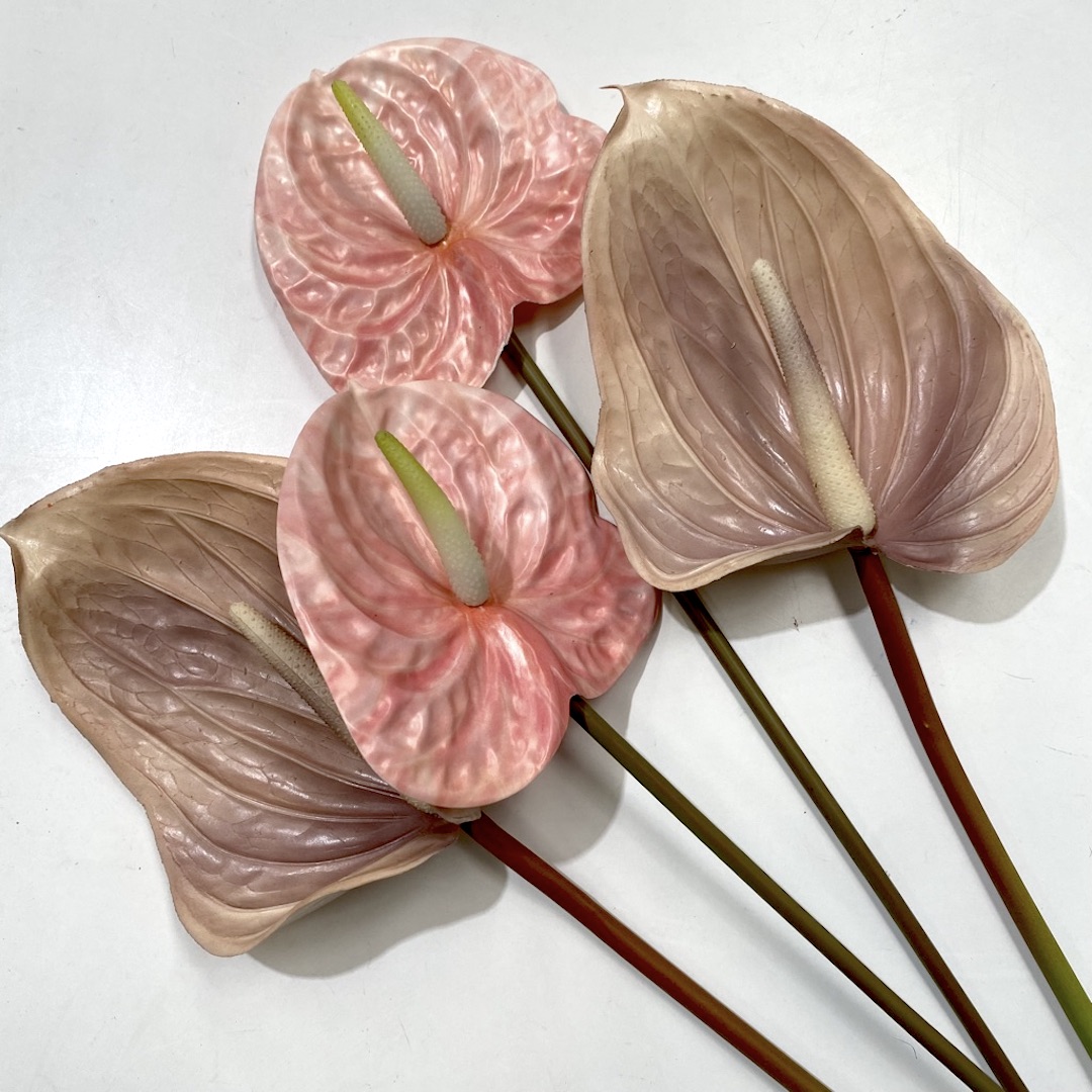 FLOWER, Tropical Anthurium Pink or Blush